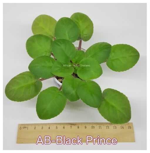 AB Balck Prince - Standard