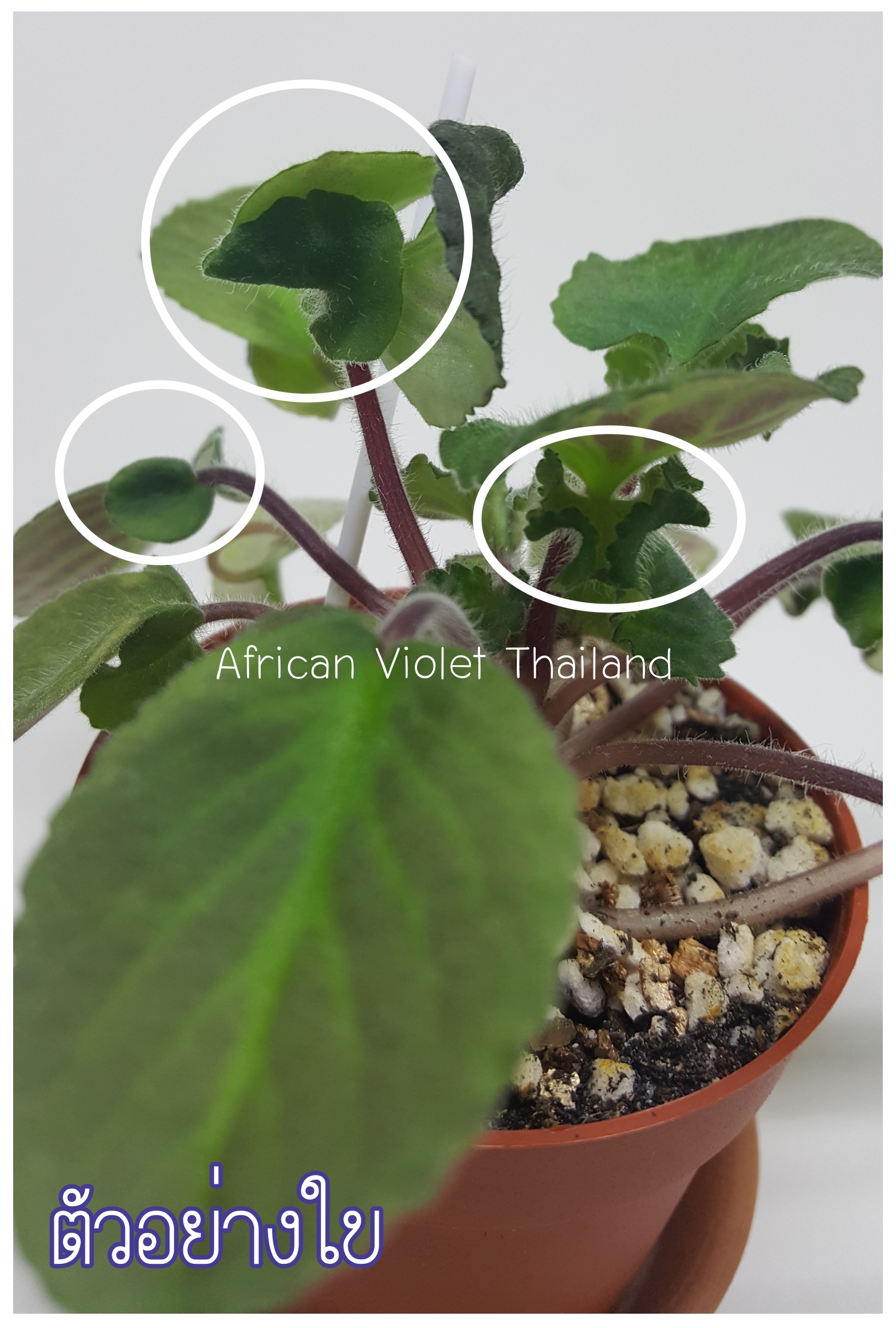 Royal Wasp - Semi Miniature Wasp