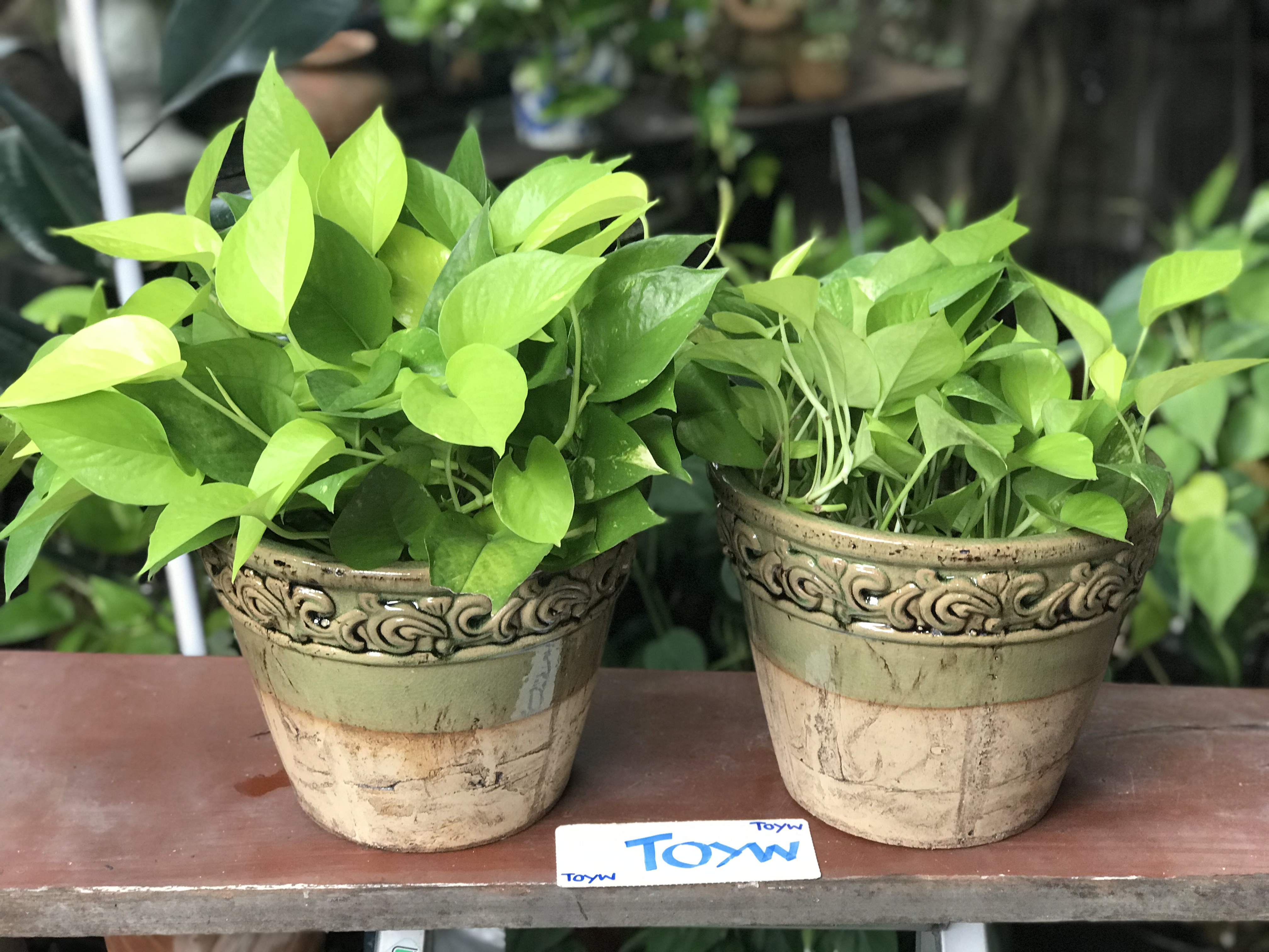 ขายคู่ ไม่รวมต้นไม้ เก็บเก่ากระถาง แจกันลายปั้นนูน น้ำเคลือบสีเขียว สวยสมบูรณ์ ไม่แตกไม่ร้าว ขนาดปากกว้าง 10 นิ้ว สูง 8 นิ้ว