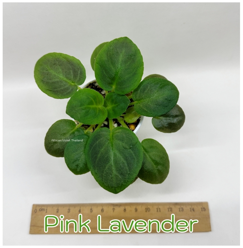 Pink Lavender - Semi Miniature