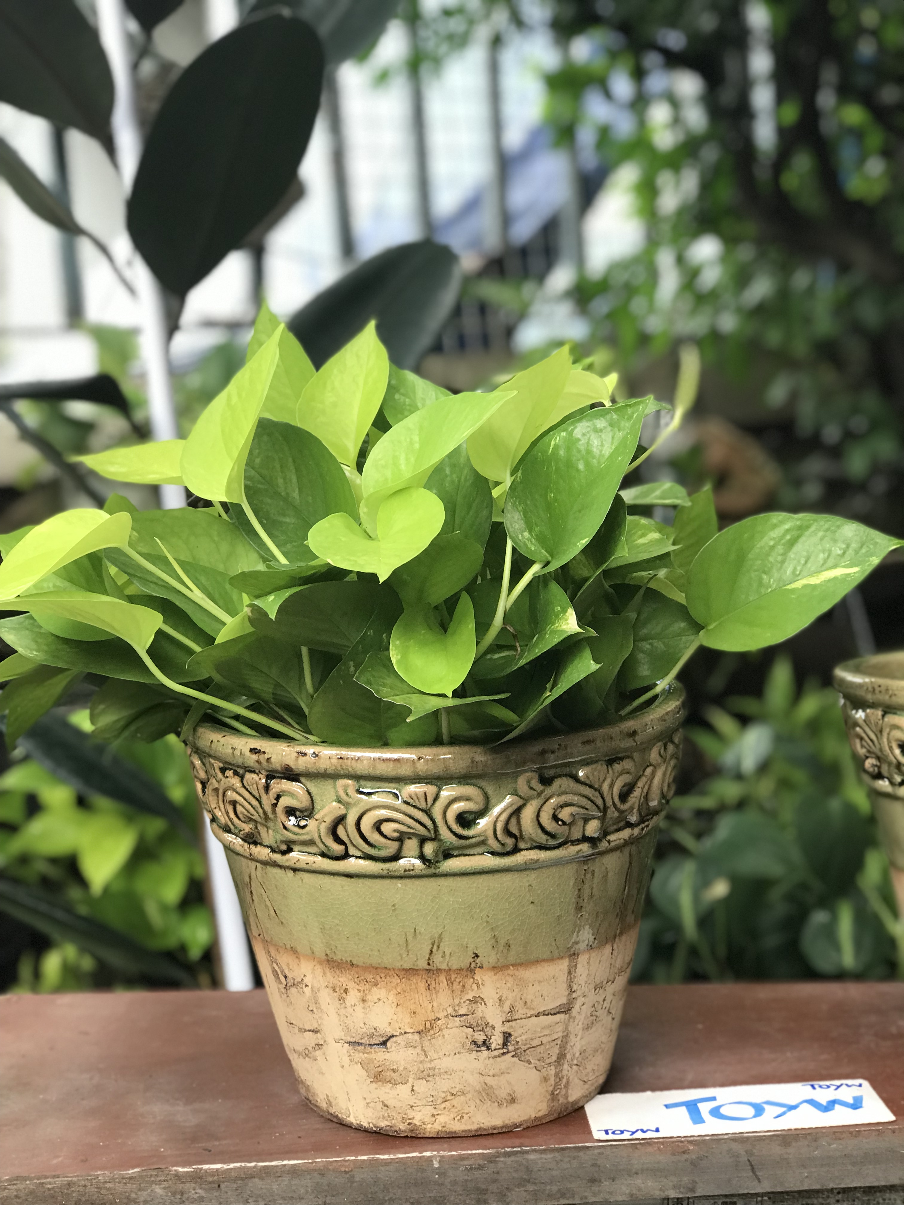 ขายคู่ ไม่รวมต้นไม้ เก็บเก่ากระถาง แจกันลายปั้นนูน น้ำเคลือบสีเขียว สวยสมบูรณ์ ไม่แตกไม่ร้าว ขนาดปากกว้าง 10 นิ้ว สูง 8 นิ้ว