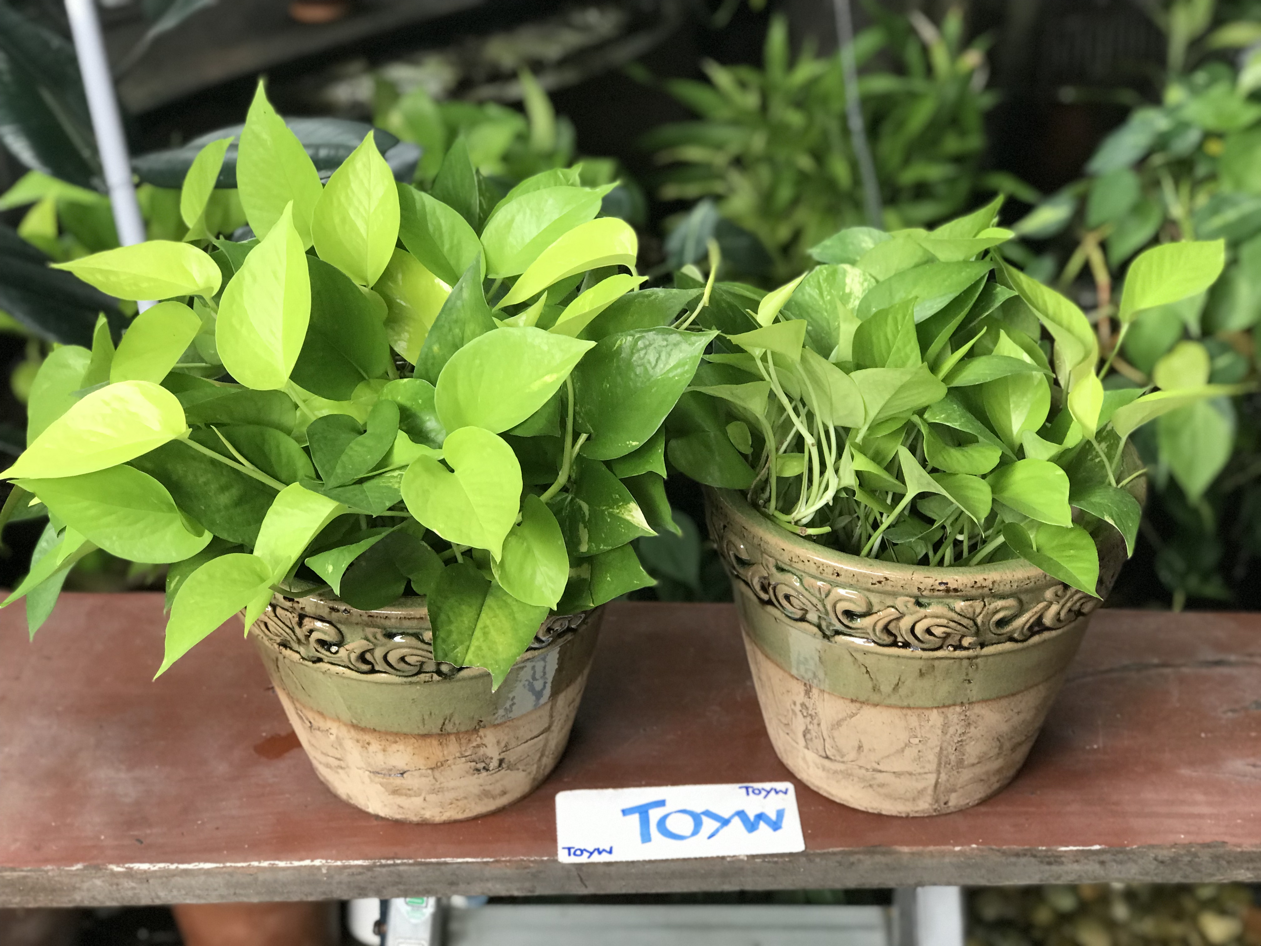 ขายคู่ ไม่รวมต้นไม้ เก็บเก่ากระถาง แจกันลายปั้นนูน น้ำเคลือบสีเขียว สวยสมบูรณ์ ไม่แตกไม่ร้าว ขนาดปากกว้าง 10 นิ้ว สูง 8 นิ้ว