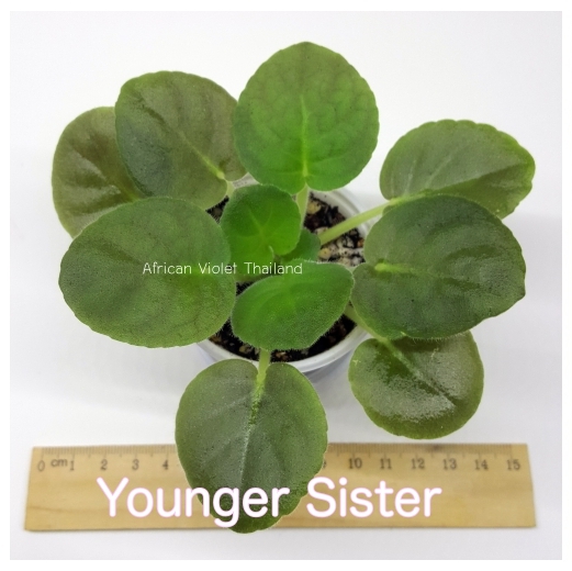 Younger Sister - Standard