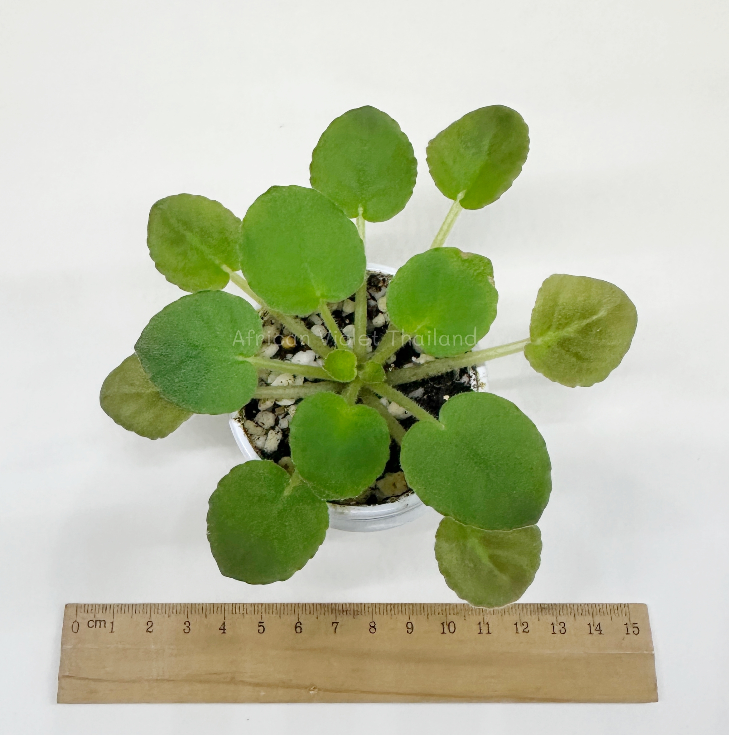 Perfect Harmony - Standard