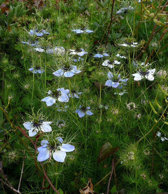 เทียนดำ