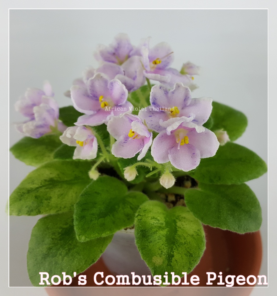 Rob's Combustible Pigeon - Miniature