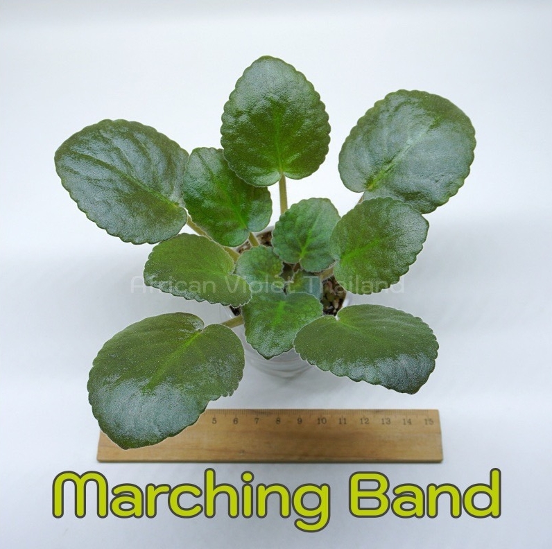 Marching Band - Standard