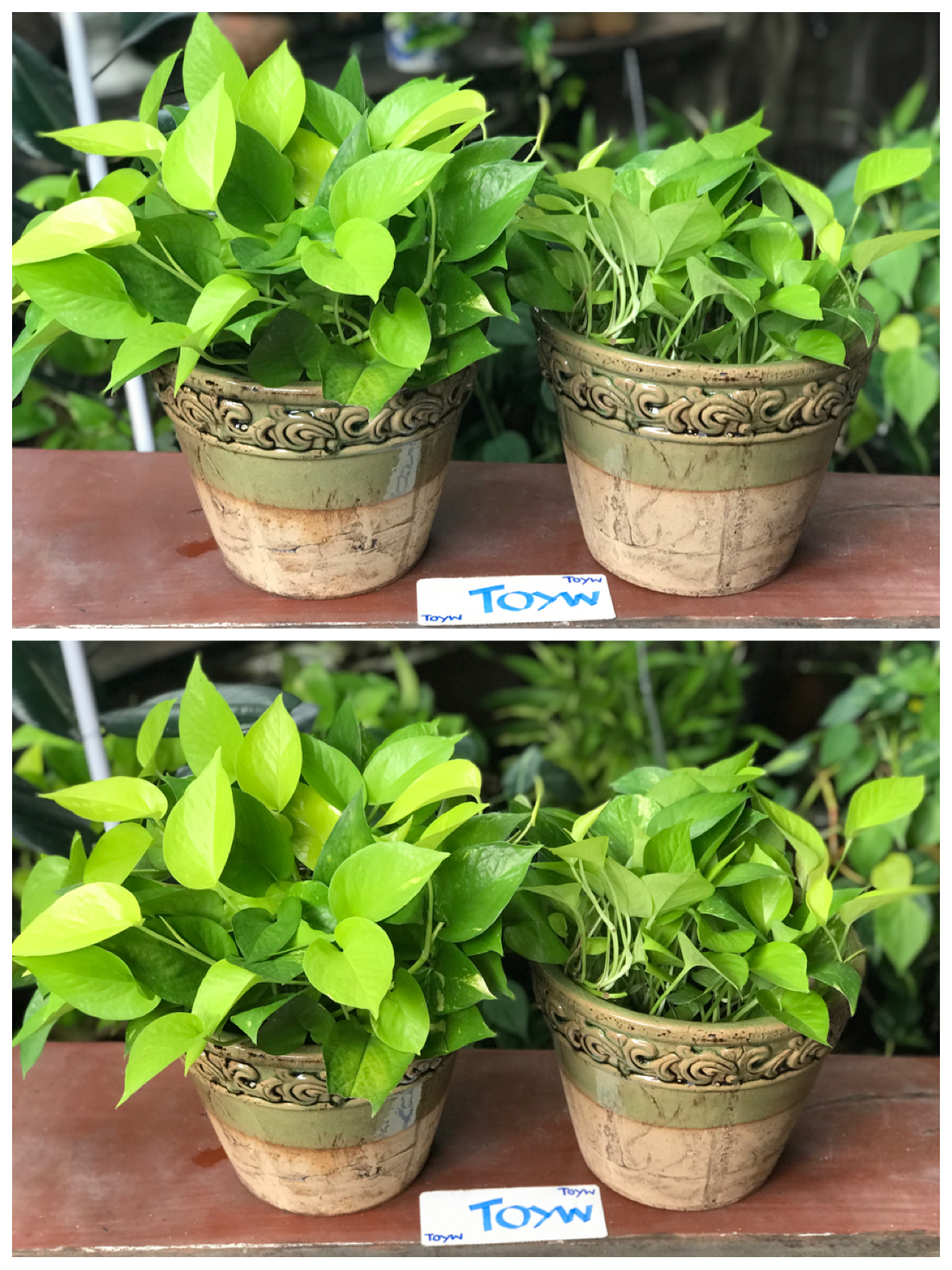 ขายคู่ ไม่รวมต้นไม้ เก็บเก่ากระถาง แจกันลายปั้นนูน น้ำเคลือบสีเขียว สวยสมบูรณ์ ไม่แตกไม่ร้าว ขนาดปากกว้าง 10 นิ้ว สูง 8 นิ้ว