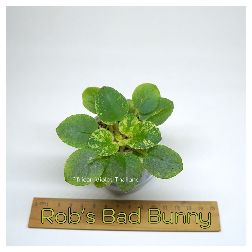 Rob's Bad Bunny - Miniature