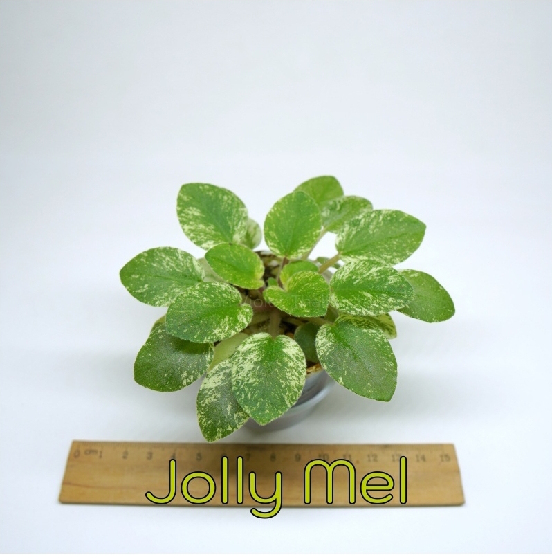 Jolly Mel- Miniature