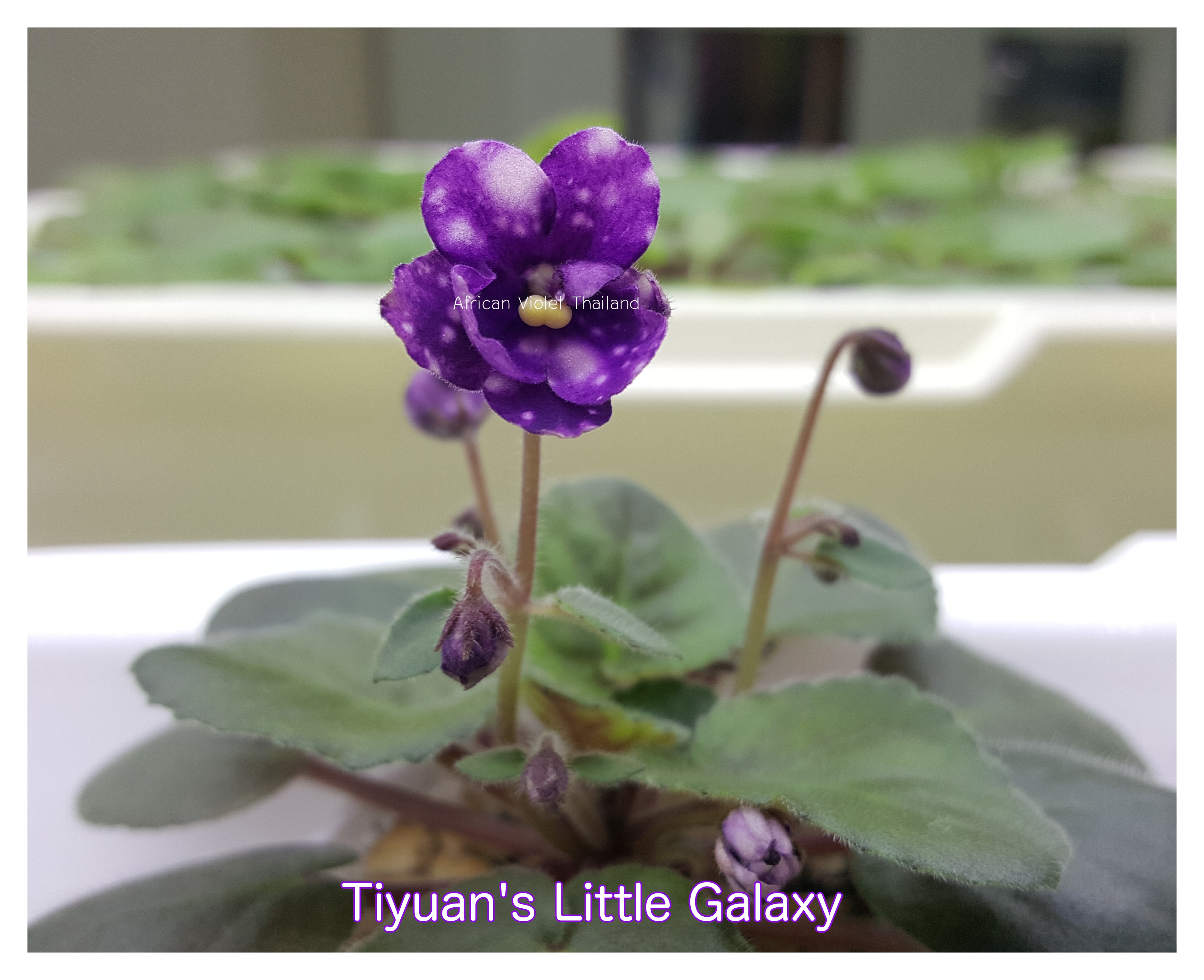 Tiyuan's Little Galaxy - Semi Miniature