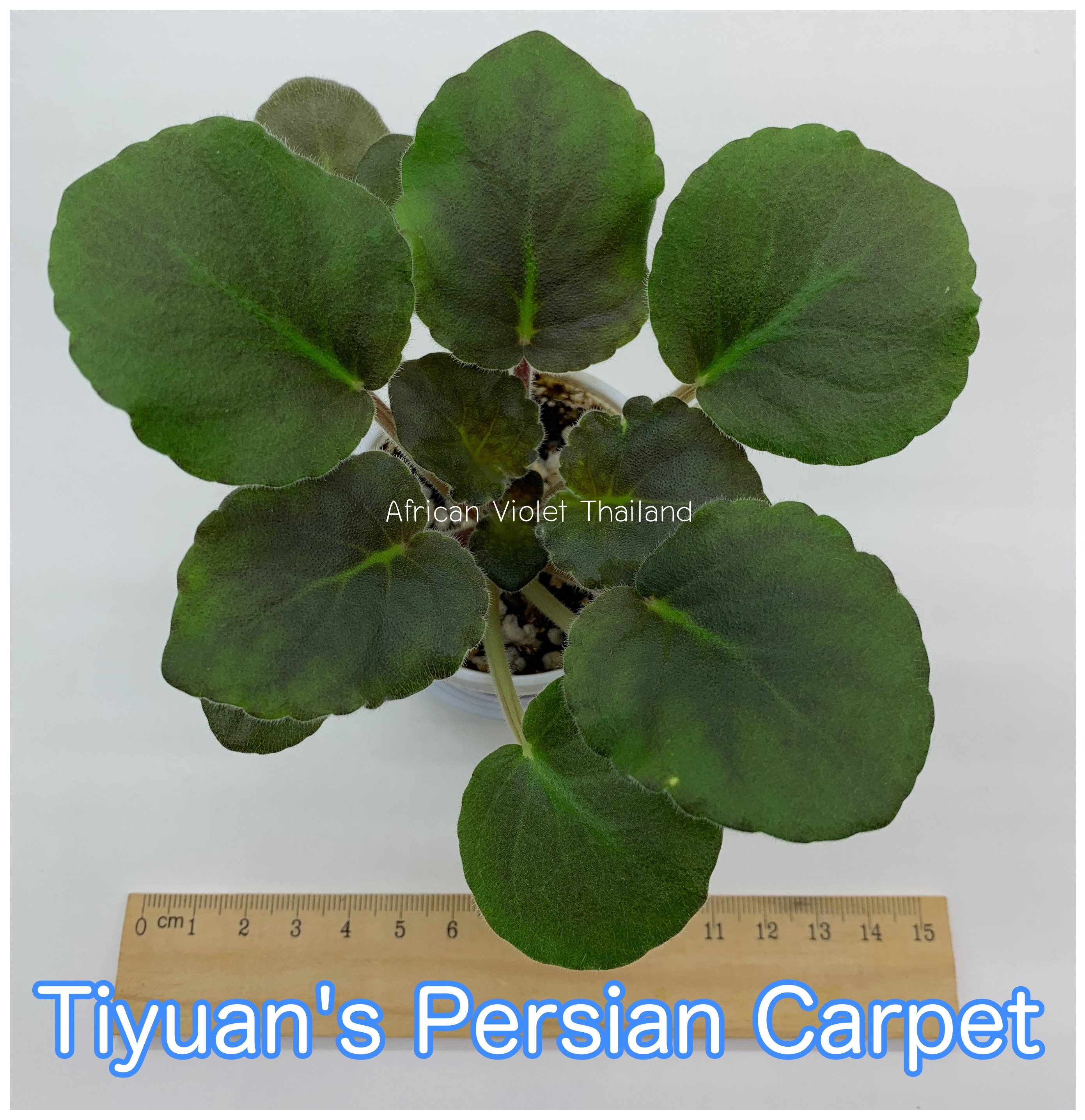 Persian Carpet - Standard