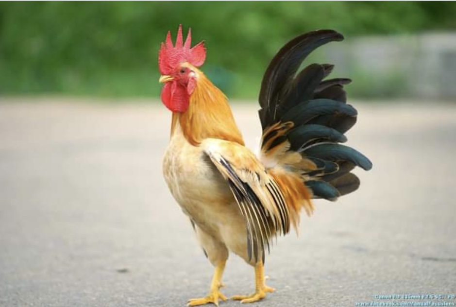 ให้เช่าเลนส์นูน CANON LENS FD 135MM.F2.5 S+Adapter mirrorless Fuji หรือ Sony