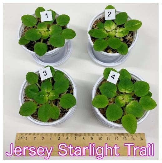 Jersey Starlight - Trail