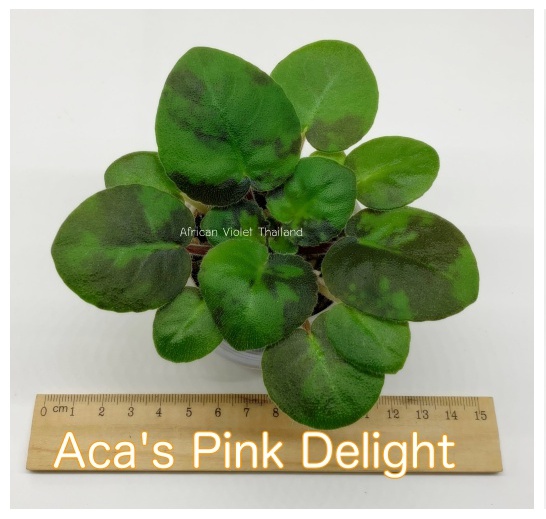 Aca's Pink Delight - Standard