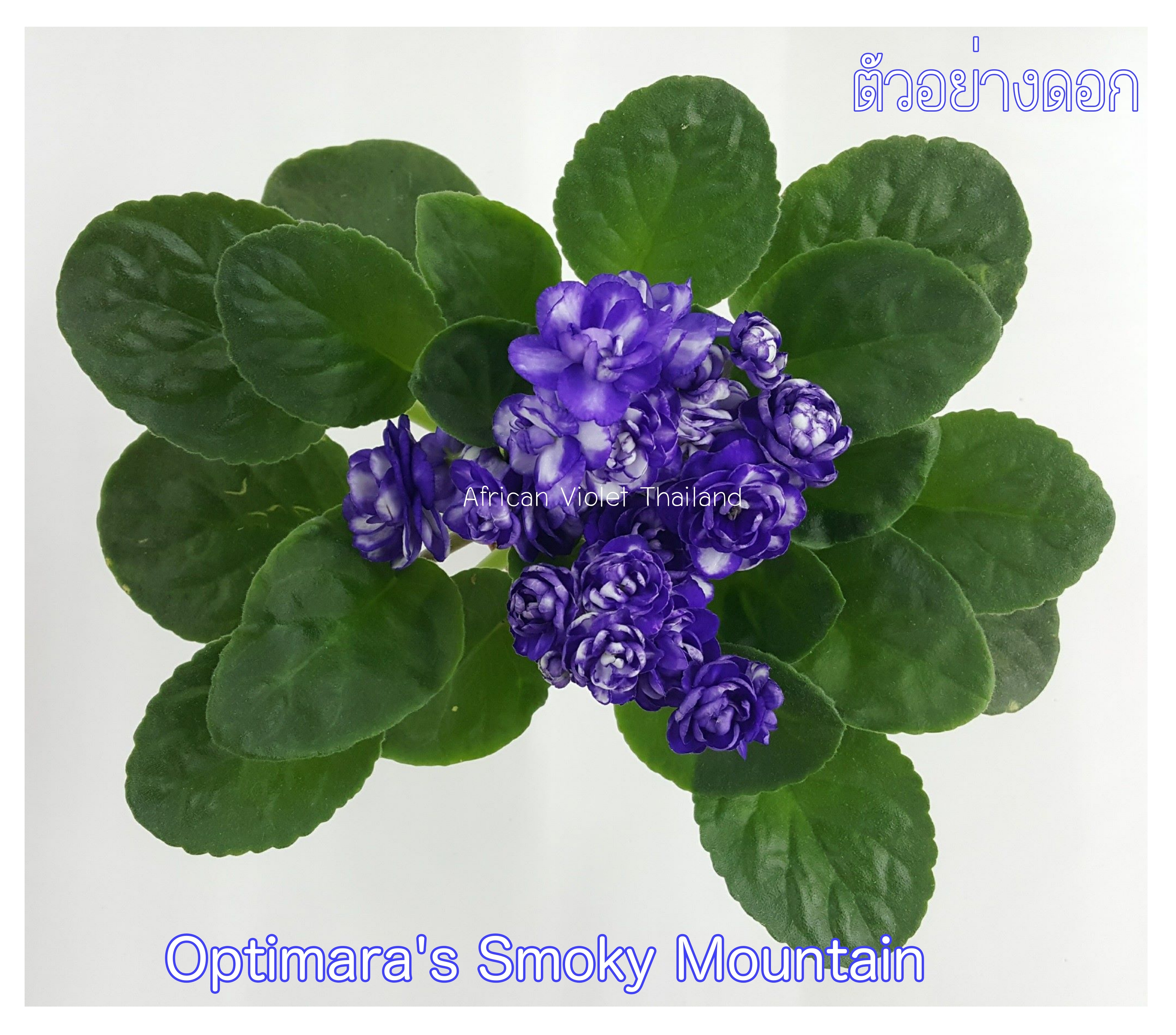 Optimara Smoky Mountain - Standard