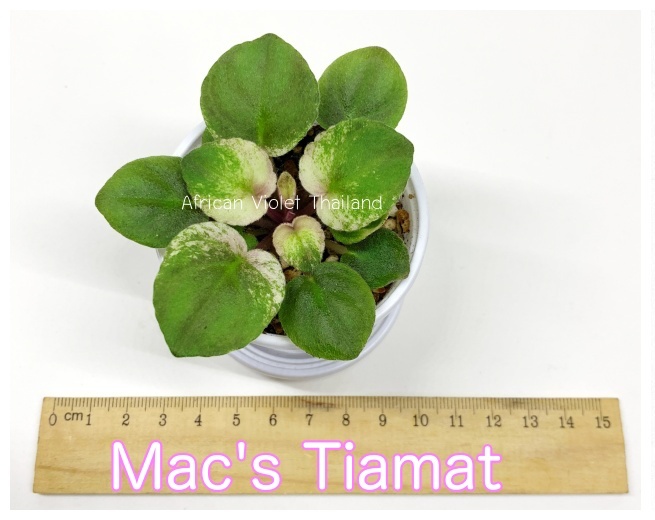 Mac's Tiamat - Semi Miniature