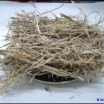 ไม้รวก (ราก)