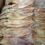 หมึกแพไข่