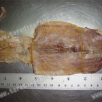 หมึก 5 นิ้ว