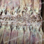 หมึกแพไดร์