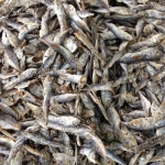 ลูกปลาทู