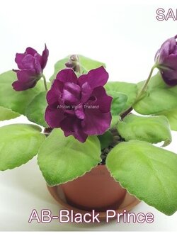 AB Balck Prince - Standard