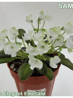 Mac's Elegant Emerald - Miniature