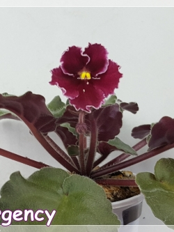 Emergency - Standard