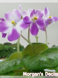 Morgan's Declan Duff - Miniature