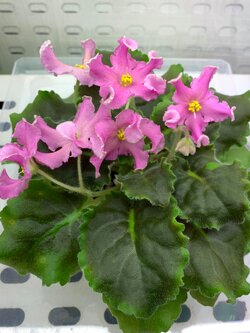 RM Rozovaya Volna (Pink Wave) - Standard