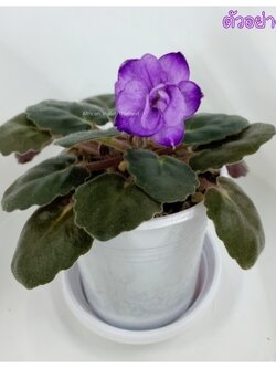 Loco Joe - Semi Miniature