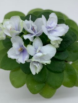 Jolly Orchid - miniature