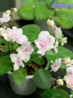 Rob's Vanilla - Trail