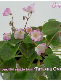 The Madam - Semi miniature