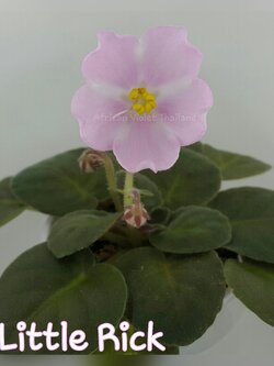 Little Rick(Baker Pink Stars) - Miniature