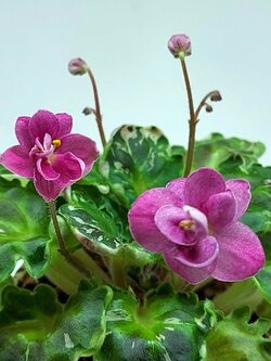 Mac's Pizzicato Paradise - Miniture