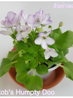 Rob's Humpty Doo - Semiminiature Trial