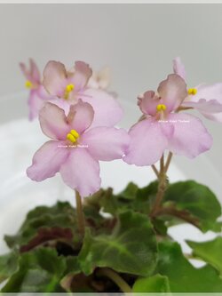 Irish Sprite - Semiminiature