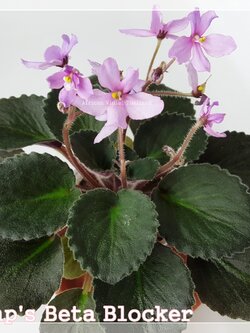 Imp's Beta Blocker - Semiminiature