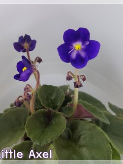 Little Axel - Miniature