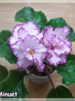 Ian Minuet - Standard