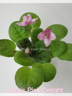 Aca's Pink Delight - Standard