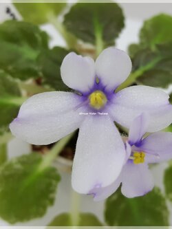 Princess Blue Eyes - Miniature