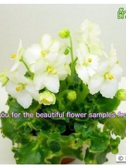 Irish Imp - Miniature