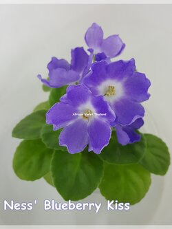 Ness Blueberry Kiss - Standard