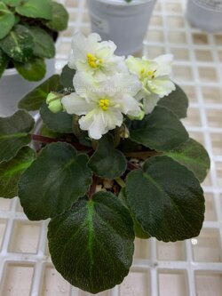 Golden Eye - Miniature