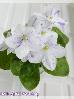 Tina's April Fantasy - Semi Miniature