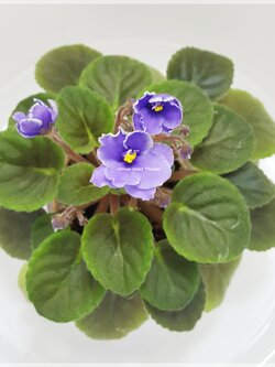 Frosted Denim - Miniature