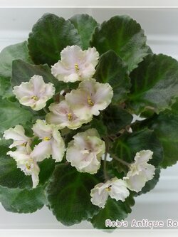 Rob's Antique Rose - Miniature